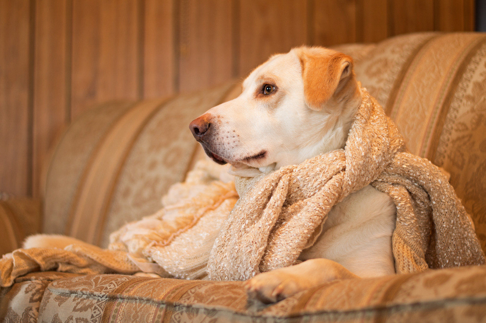 Qual A Semelhança Entre Cachorro E Ouro
