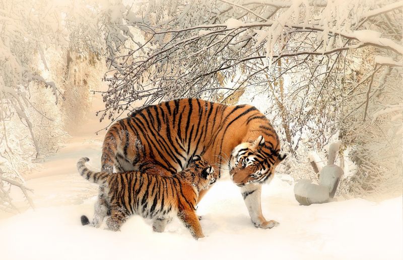 ilustrasi, hewan, salju, musim dingin, harimau, margasatwa ilustrasi, hewan, salju, musim dingin, harimau, margasatwa