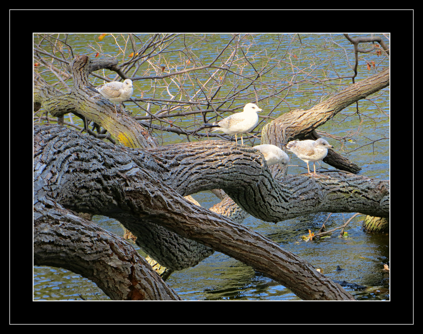 stromy, ptactvo, voda, Příroda, křídla, dřevo, peří, větev, řeka, Volně žijících živočichů, Racků, tvary, bokeh, rám, říjen, větvičky, křivky, Setkání, unikátní, kůra, čerstvý, 4, Krásná, strom, podzim, chladný, rostlina, báječný, speciální, větve, zajímavý, skvělý, fantastický, bello, bellissimo, natura, fauna, křivky, textury, zobáky, dřevina, kufr, organismus, tónování, Uccelli, kmen stromu, římsa, podivuhodný, ottawariver, Billingsbridge, Čtyři ptáci