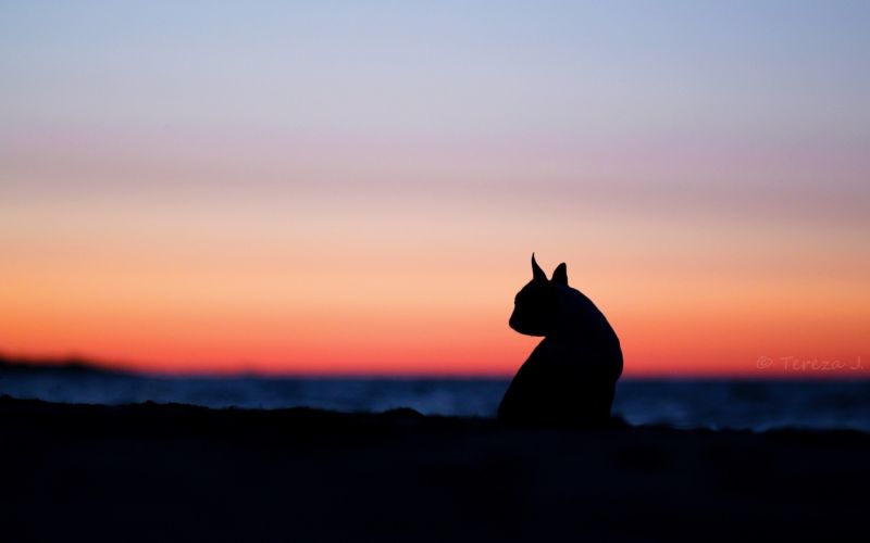 animals, sunset, sea, sky, silhouette, clouds animals, sunset, sea, sky, silhouette, clouds