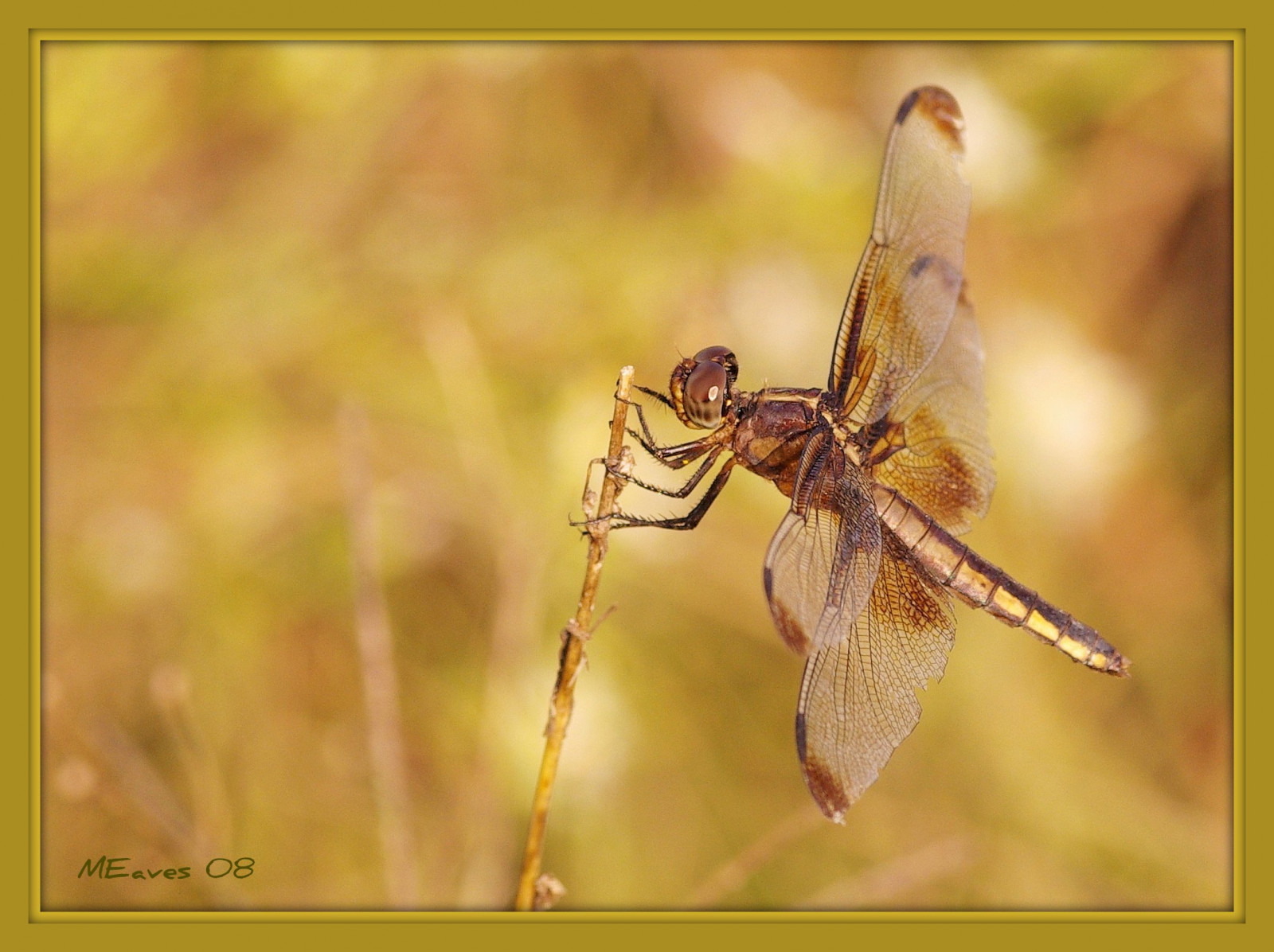 makro, Příroda, detailní, štěnice, hmyz, Illinois, searchthebest, pentax, vážka, 1001nights, inspirovat, milovníci, odonata, hrnec zlata, blueribbonwinner, supershot, flickrnature, golddragon, mywinners, K10D, pentaxk10d, platinumphoto, anawesomeshot, naturewatcher, buzznbugz, wonderfulworldmix, themacrogroup, macromarvels, Macromix, goldstaraward, ahqmacro, fantasticinsect, beautifulmonsters