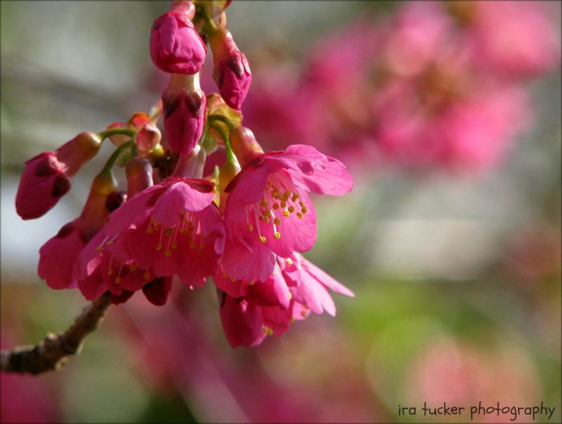 flor, rosado, flor, planta, flora, primavera flor, rosado, flor, planta, flora, primavera