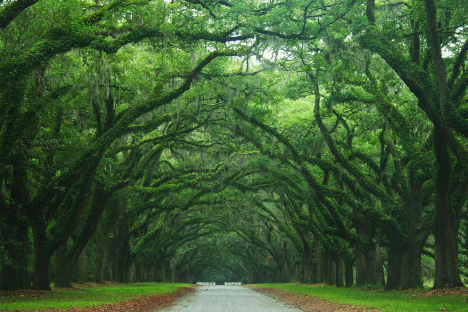 Wallpaper grass, branch, green, Canon, jungle, path,