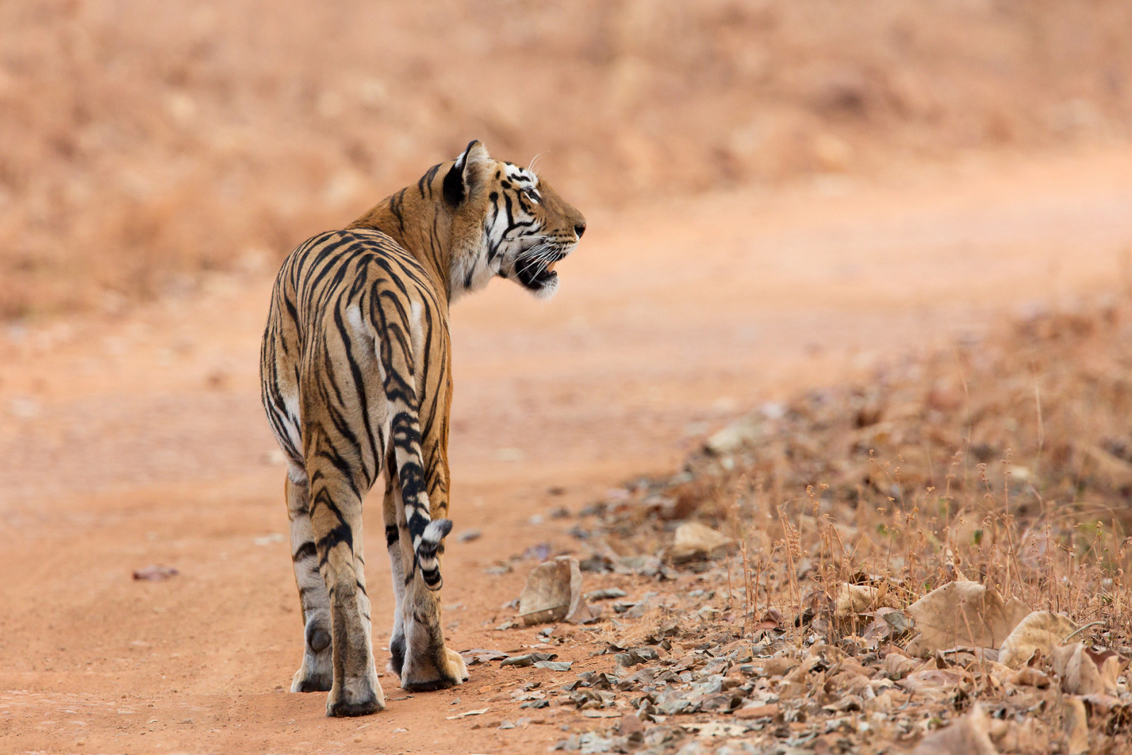 Wald, Tiere, Asien, Natur, Gras, Tiger, Indien, Tierwelt, große Katzen, Whiskers, Säugetiere, Fleischfresser, 2017, Baum, Wiese, Natur, Safari, Raubtier, Wald, Baum, Fauna, Säugetier, Asien, Indien, Tiere, Katze wie Säugetier, Schnauze, Savanne, Fleischfresser, Organismus, gefährdete Spezies, Gef hrdetetierart, rote Liste, Roteliste, S ugetier, Thomasretterath, Tadoba, Bengalischertiger, Felidae, Raubtiere, Pantheratigristigris, terrestrial animal