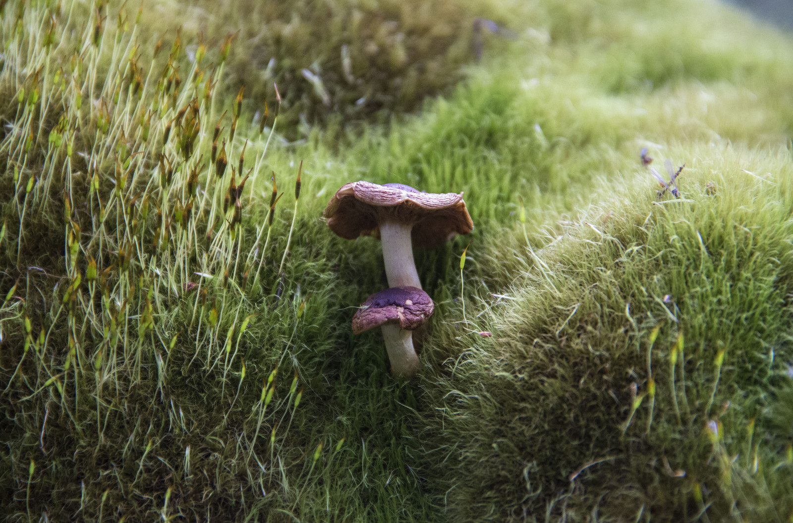 svampe, natur, makro, Skov, detalje, tæt på, Hongo, MUSGO, Tronco, detalles, flora, cerrocastillo, trekking, naturaleza, regiondeaysen, Chile