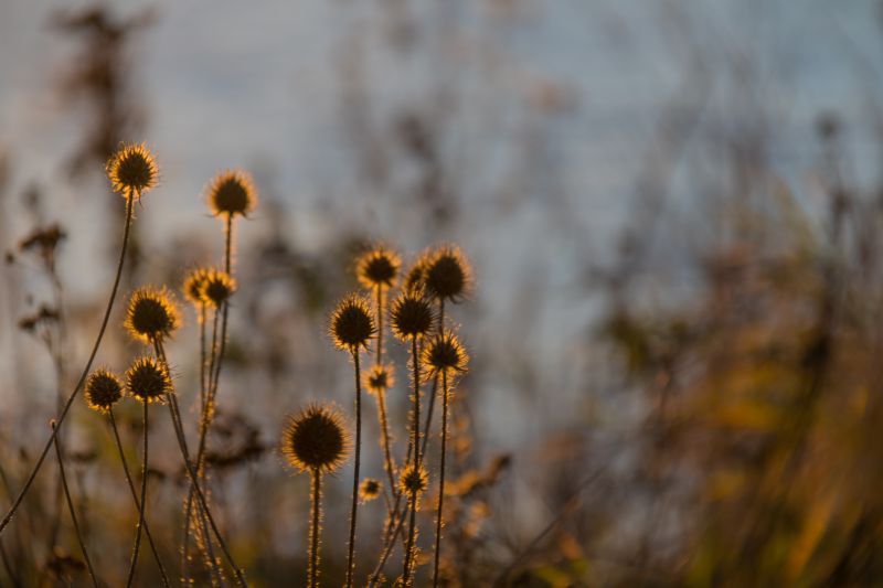 sunlight, sunset, sea, nature, grass, field sunlight, sunset, sea, nature, grass, field