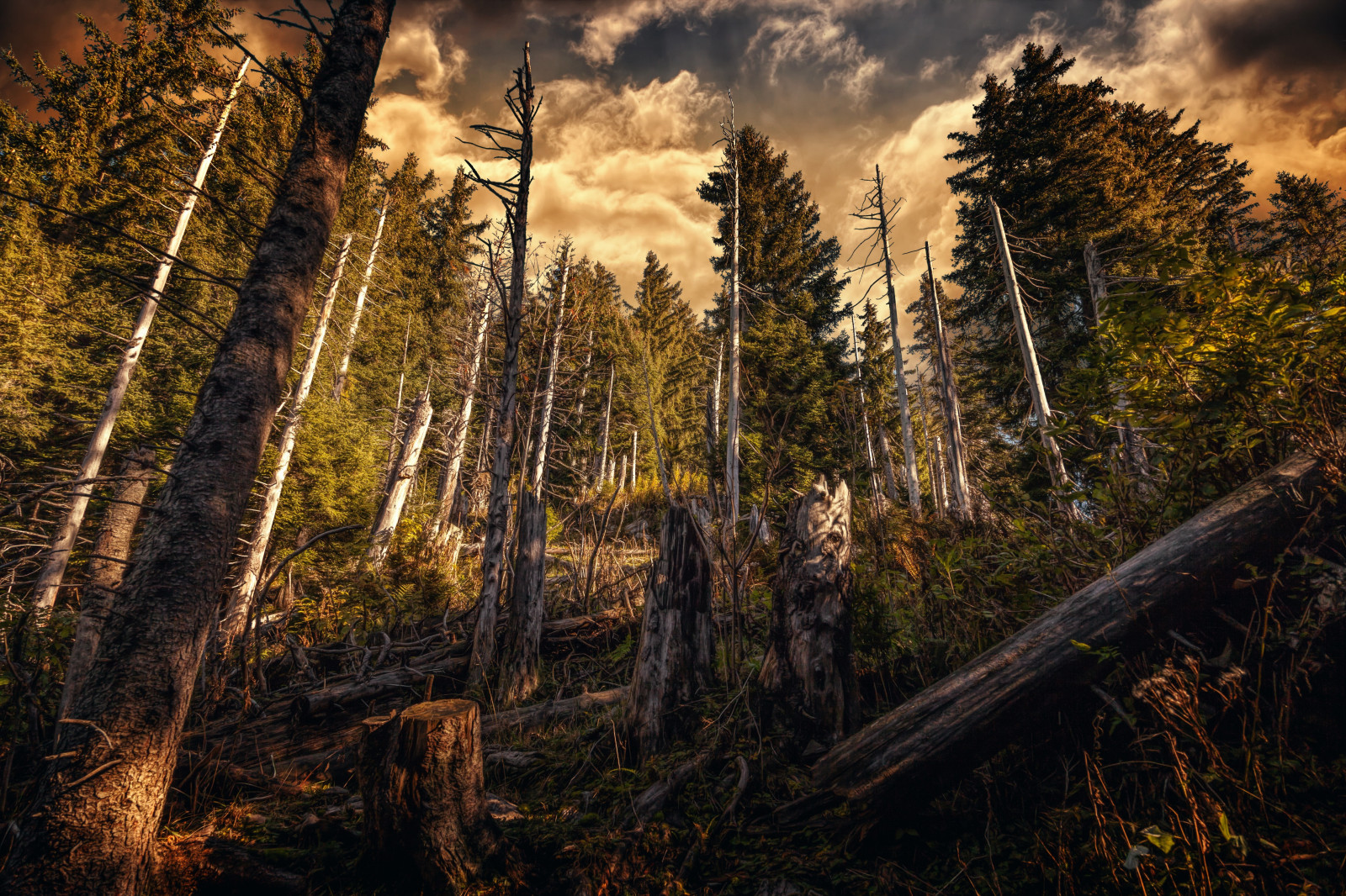 slunečnímu záření, stromy, krajina, les, Příroda, odraz, tráva, rostliny, mraky, větev, ráno, HDR, smrk, divočina, mokřadní, strom, podzim, list, rostlina, sezóna, zálesí, místo výskytu, přírodní prostředí, atmosférický jev, dřevina, geografický rys, ekosystém