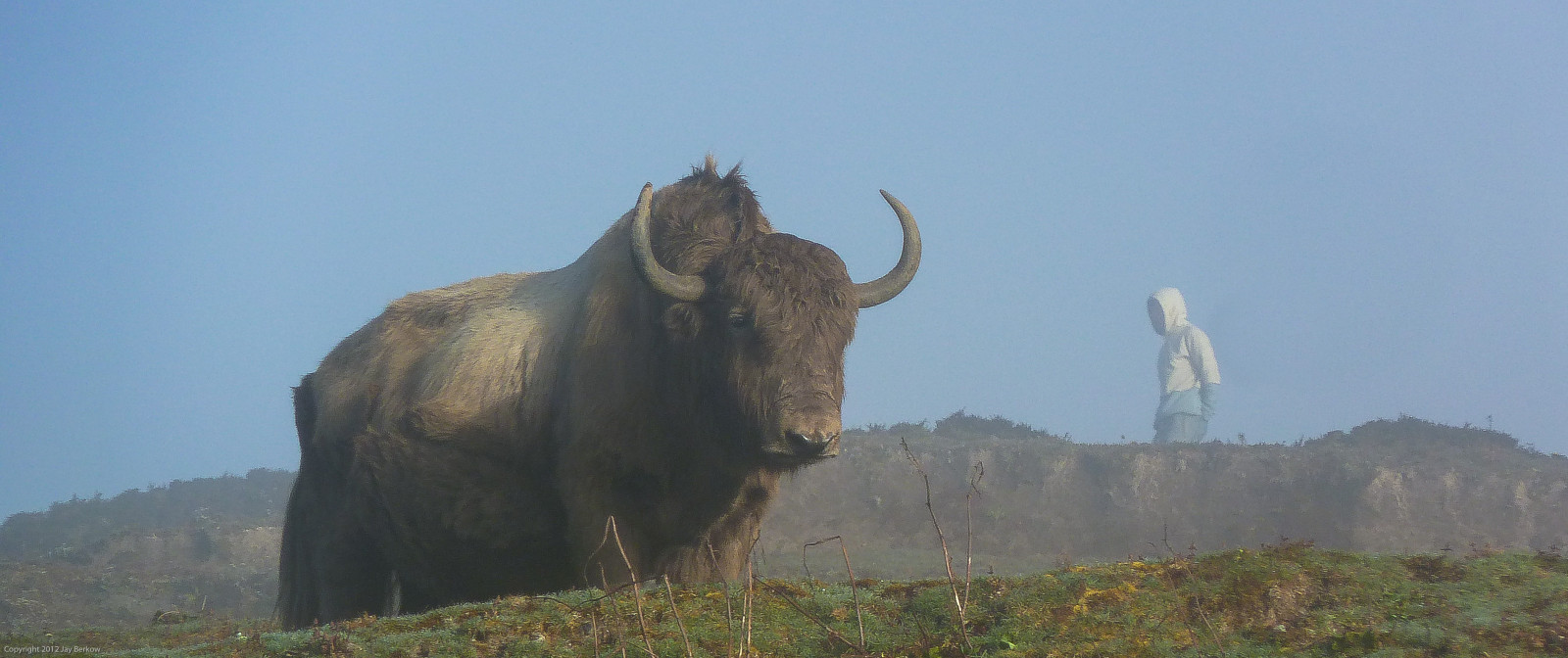 Volně žijících živočichů, dobytek, jako je savec, fauna, lučina, roh, nebe, terrestrial animal, tráva, vysočina, národní park, bizon, pastvina, hora, strom, savana, Safari