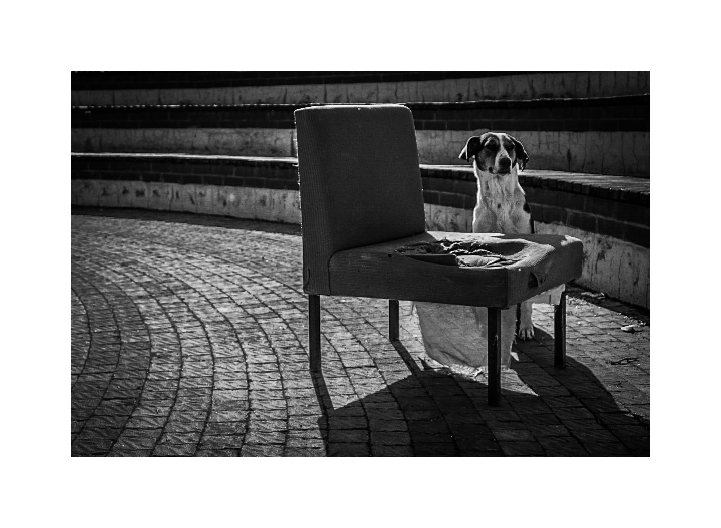 обои : Уличный, тень, Bw, собака, Животное, Представлять, Стул, Сиденье ...
