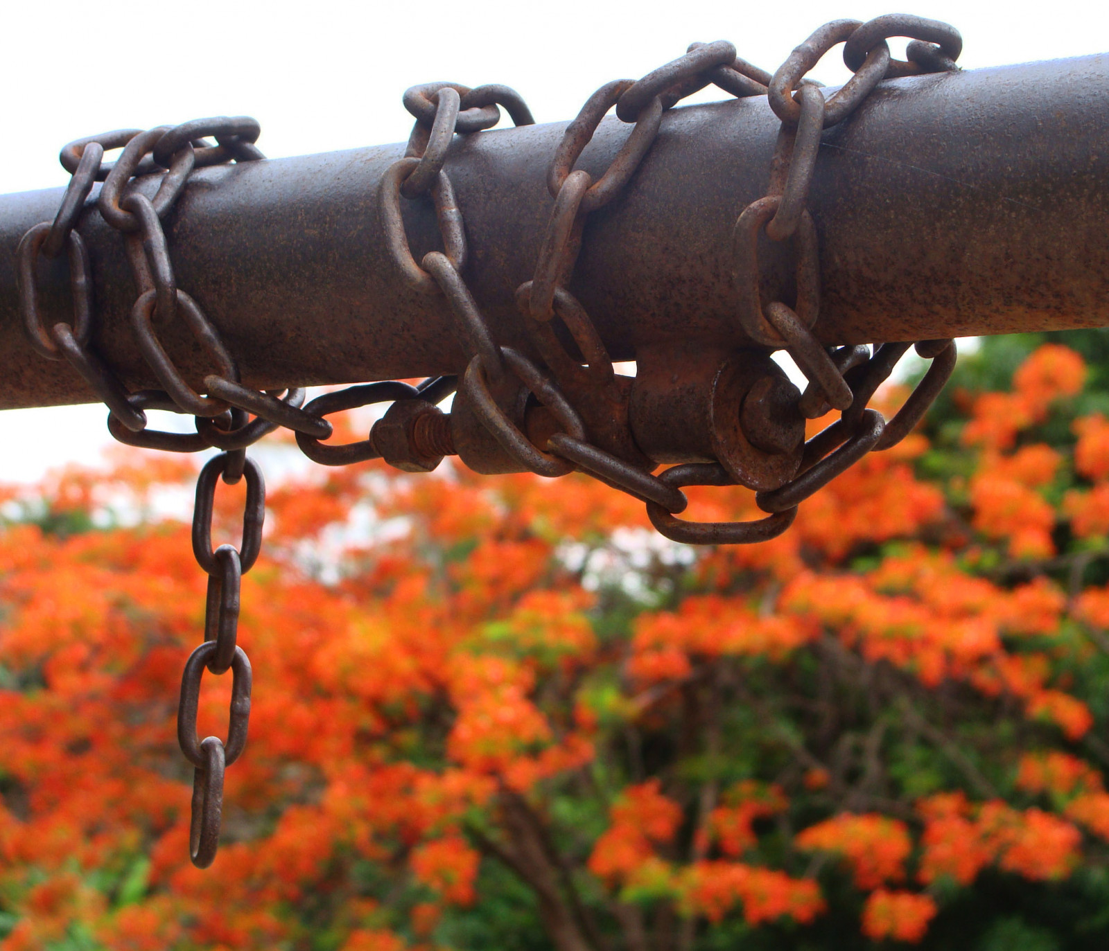 park, květiny, podzim, Červené, Brazílie, strom, Příroda, krása, zahrada, jaro, příkrý, okázalý, Goiania, Goias, nostalgie, Chaing, Vykoupení, odpouštějící, Ponciana, wonderfulworldofflowers