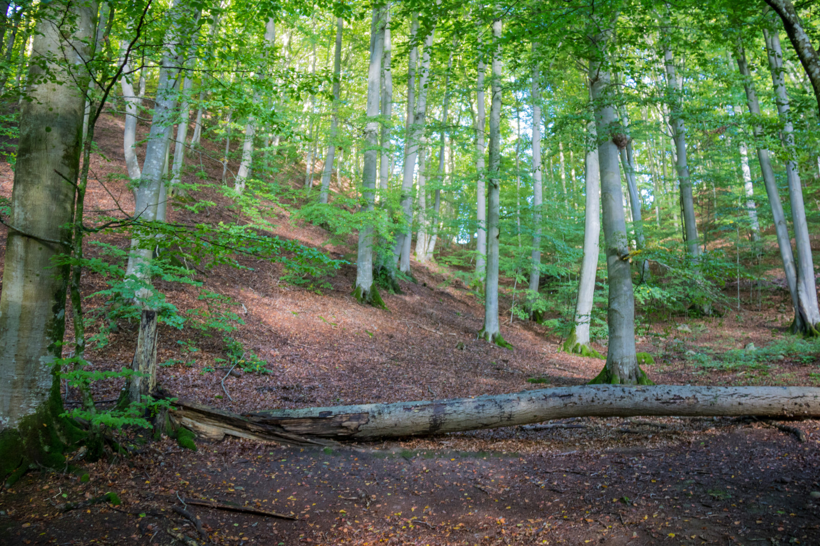 slunečnímu záření, les, park, zelená, strom, podzim, list, stezka, exif modelu canoneos760d, geocountry, Kamera aby kánon, geocity, Model fotoaparátu canoneos760d, geostate, geolocation, EXIF čočka efs18200mmf3556is, exif aby kánon, exif focallength 18mm, sk ralid, s der sen, EXIF otvor 35, EXIF isospeed 500, národní park, zálesí, háj, místo výskytu, přírodní prostředí, dřevina, ekosystém, biome, prales, opadavý