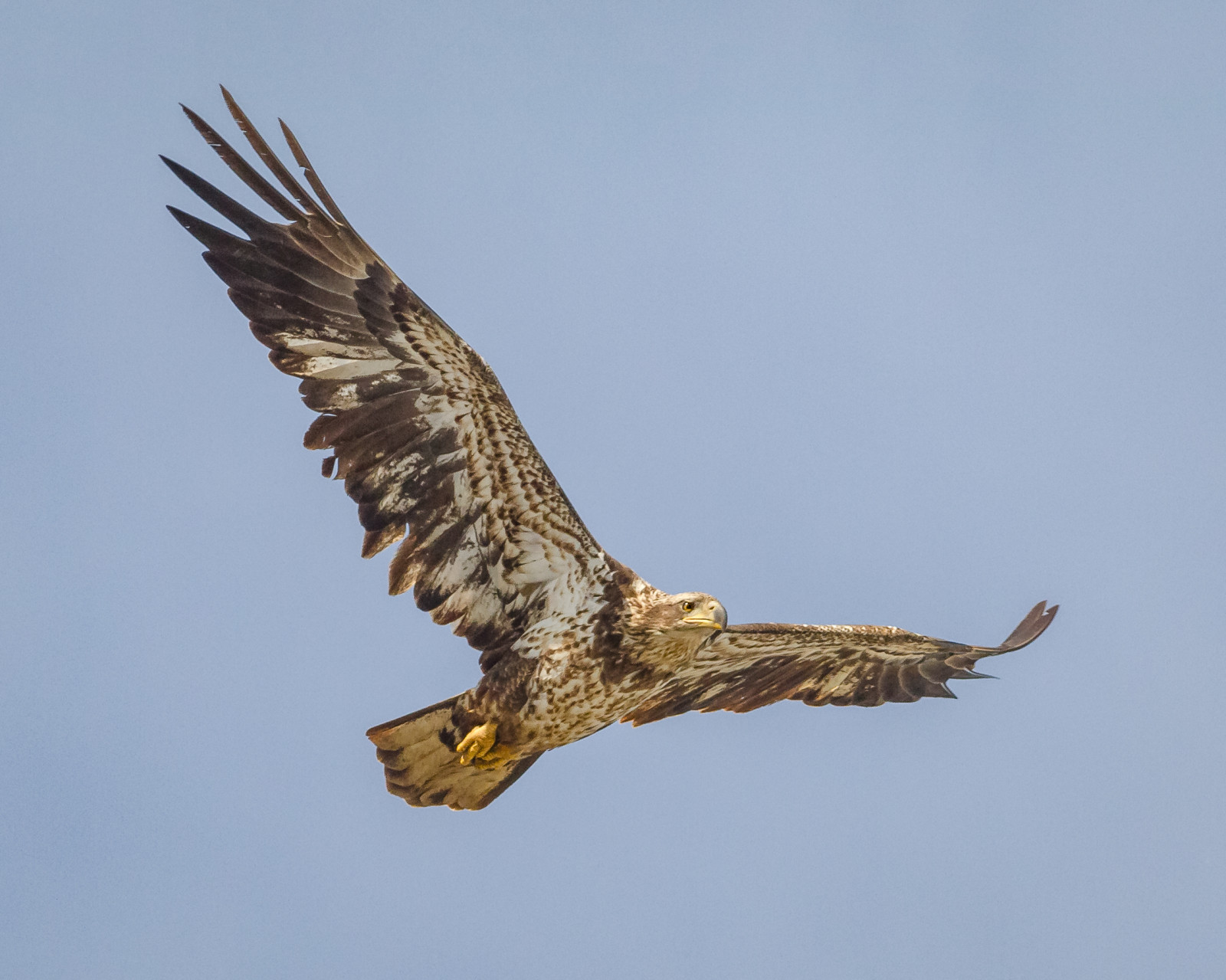 fugle, himmel, dyreliv, rovfugl, ørn, Hvidhovedet havørn, glente, næb, Falk, Harrier, Maryland, 2017, fugl, høg, fjer, os, musvåge, vinge, steder, NGC, canon7d, fauna, NPC, indhold, Grib, accipitriformes, folder, taget af, peterscamera, petersphotos, 201703mar, Conowingo, 20170320conowingobirds