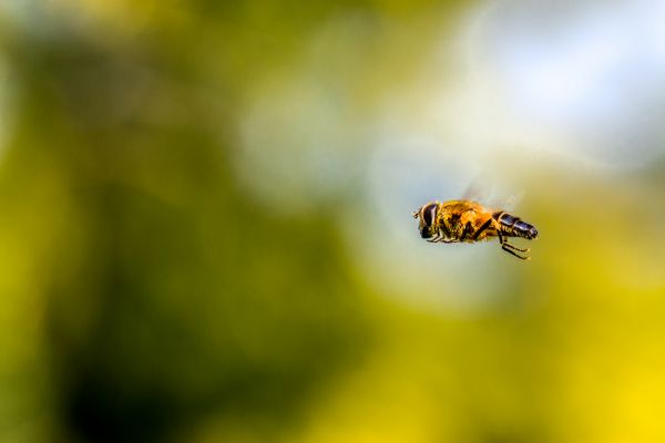 macro,bokeh,hoverfly,schwebefliege,world100f,canonef100mmf28lmacroisusm