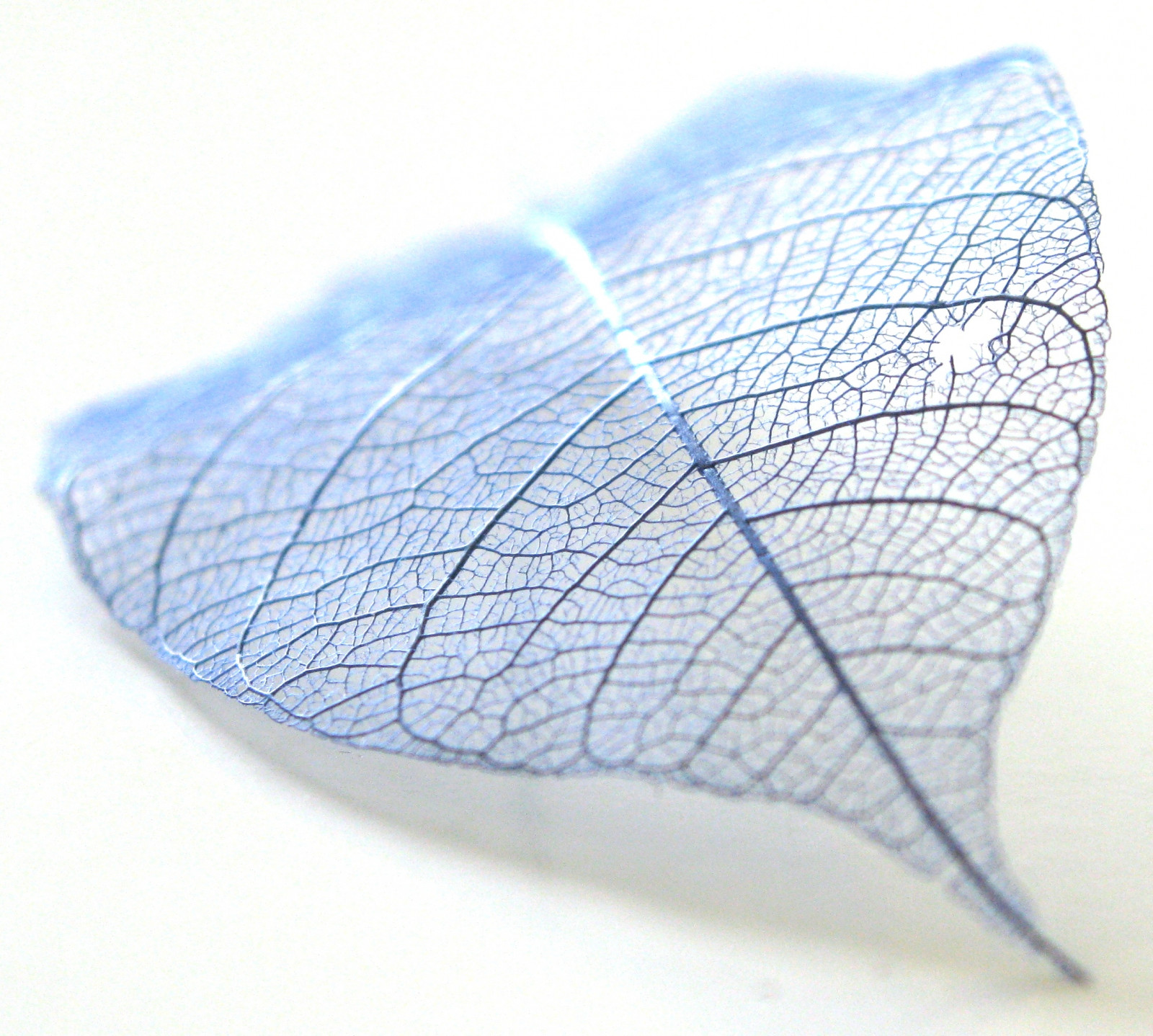 modrý, světlo, bílý, barva, makro, Příroda, Kánon, list, bokeh, silná rána, G9, dream0n