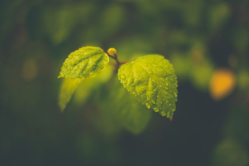 borrado, sai, Macro, fotografia, chuva, 2048x1365 px borrado, sai, Macro, fotografia, chuva, 2048x1365 px