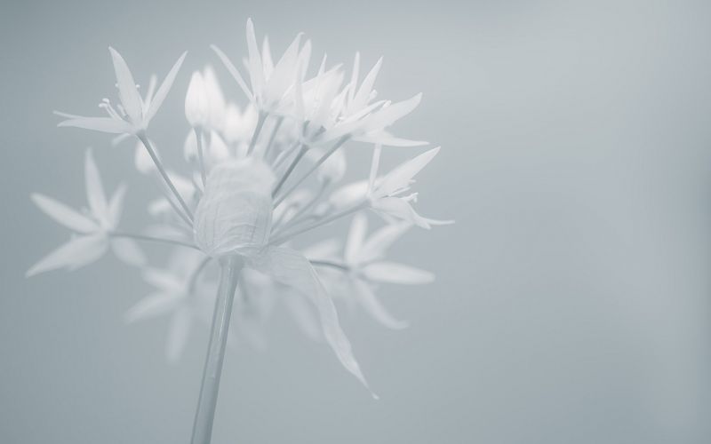 Pflanzen, Ast, Licht, Weiß, Blatt, Blume Pflanzen, Ast, Licht, Weiß, Blatt, Blume