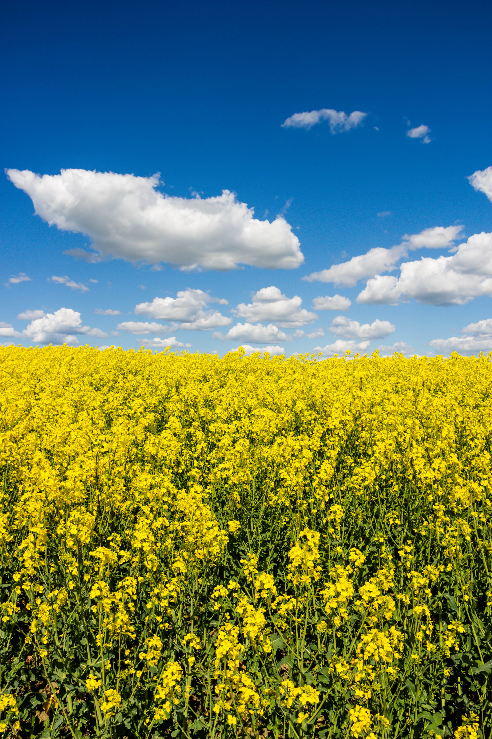 slunečnímu záření, krajina, jídlo, nebe, pole, žlutý, horizont, řepkového, mrak, květ, lučina, rostlina, nebe, sk ne, venkov, moln, nárazy, f lt, landskap, řepka, rapefield, zemědělství, louka, prostý, divoká rostlina, prérie, oříznutí, venkov, vyrobit, suchozemská rostlina, kvetoucí rostlina, tráva rodina, zeleninový, brassica, daisy rodina, hořčice závod, brassica rapa, hořčice a zelí rodina