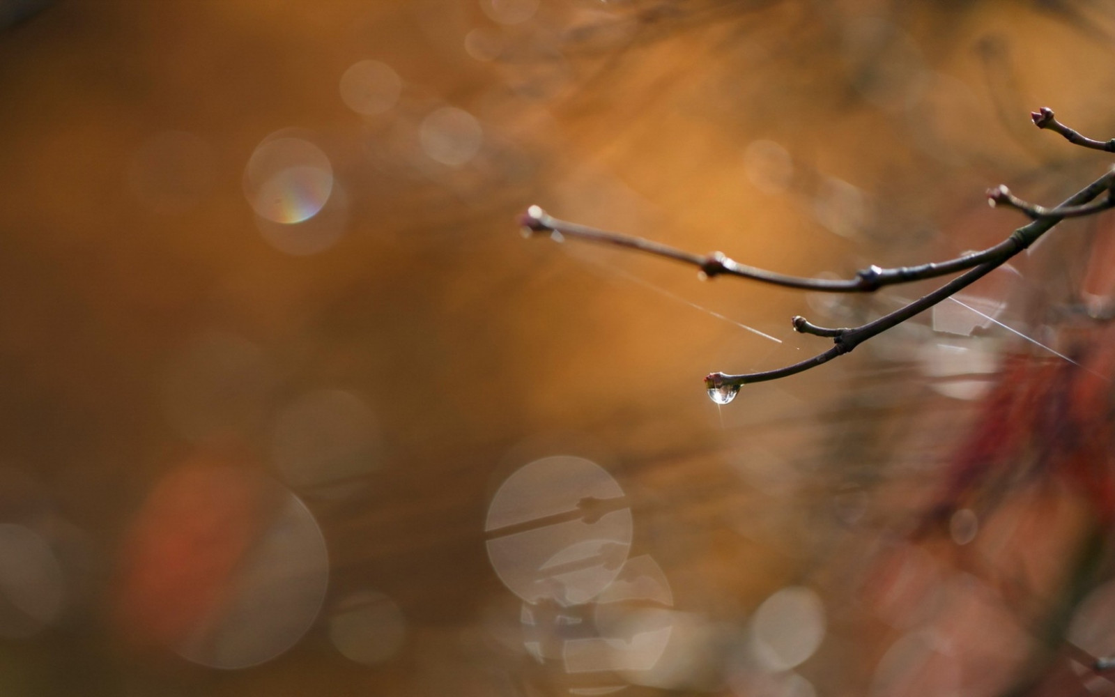 światło słoneczne, odbicie, Makro, gałąź, ranek, lekki, liść, kwiat, pora roku, krople, Atmosfera ziemi, ścieśniać, Fotografia makro