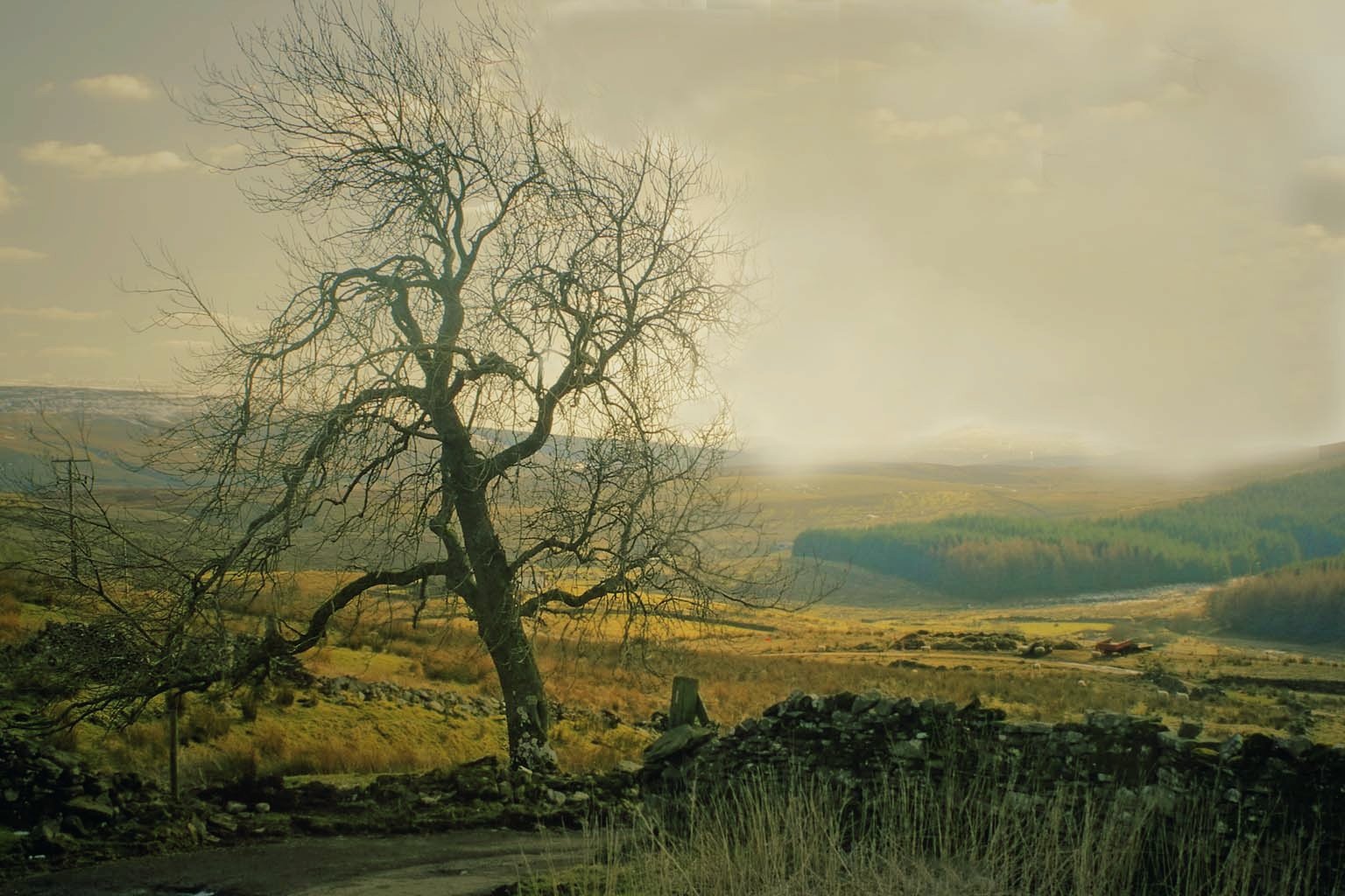 sollys, landskab, Skov, solnedgang, bakke, natur, himmel, Mark, afdeling, solopgang, bakker, aften, morgen, tåge, skumring, forår, Yorkshire, Equinox, Sky, træ, efterår, tåge, bjerg, daggry, plante, felter, eng, almindeligt, prærie, fjeldet, landdistrikt, levested, naturligt miljø, atmosfærisk fænomen, vedplante, Dales, savanne, GMT, Vernal, Grisedale