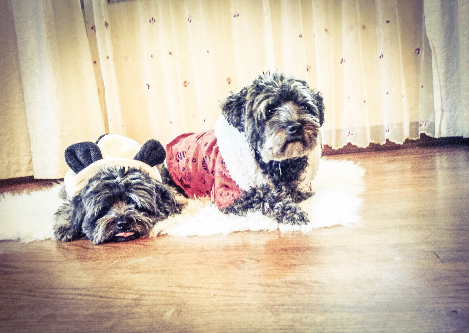 น่ารัก, yorkie, มืด, ผสม, เล็ก, น่ารัก, พุดเดิ้ล, mia, Kia, ไฮบริด, ลูกผสม, yorkiepoo, ไม่แพ้