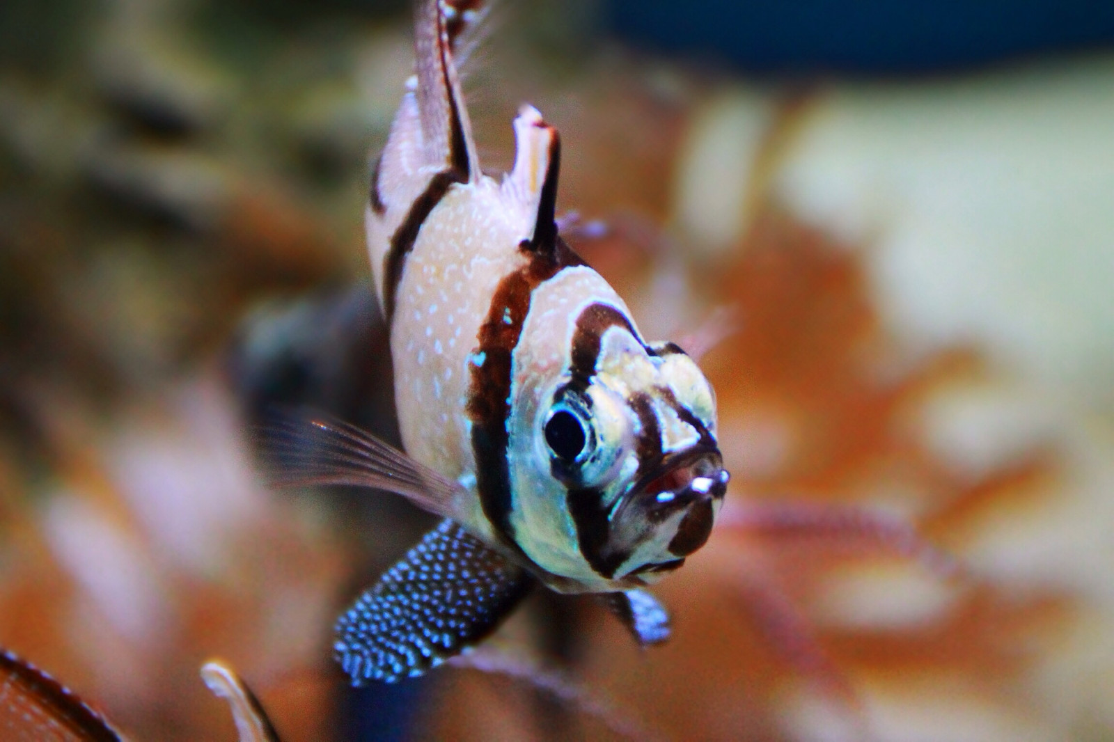 UK, selvaggio, Inghilterra, pesce, natura, acqua, animale, nuotare, Canone, Zoo, acquario, Messa a fuoco, Europa, nw, bokeh, natura, bolle, chester, bilancia, gb, dslr, galleggiante, pinna, Tamron, branchia, profondità, di pesce, chesterzoo, 1100D