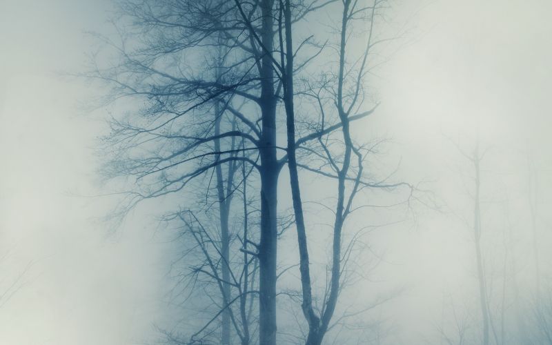 trees, nature, sky, snow, winter, photography trees, nature, sky, snow, winter, photography