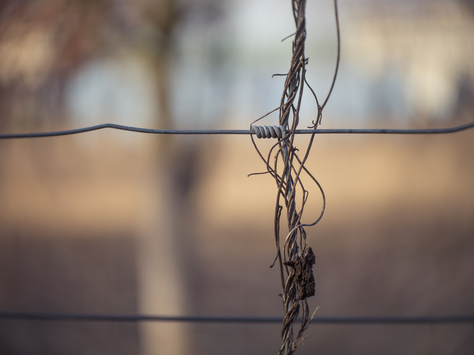 anastigmat, G3, park, availablelight, Příroda, rostlina, rostliny, plot, Zaun, HFF, suchý, vysuší, MFT, M43, lumix, Panasonic, microfourthird, micro43, broskev, anjapietsch, vintagelens, Ruč, adaptedlens, dof, bokeh, kodakanastigmat63mmf27cine