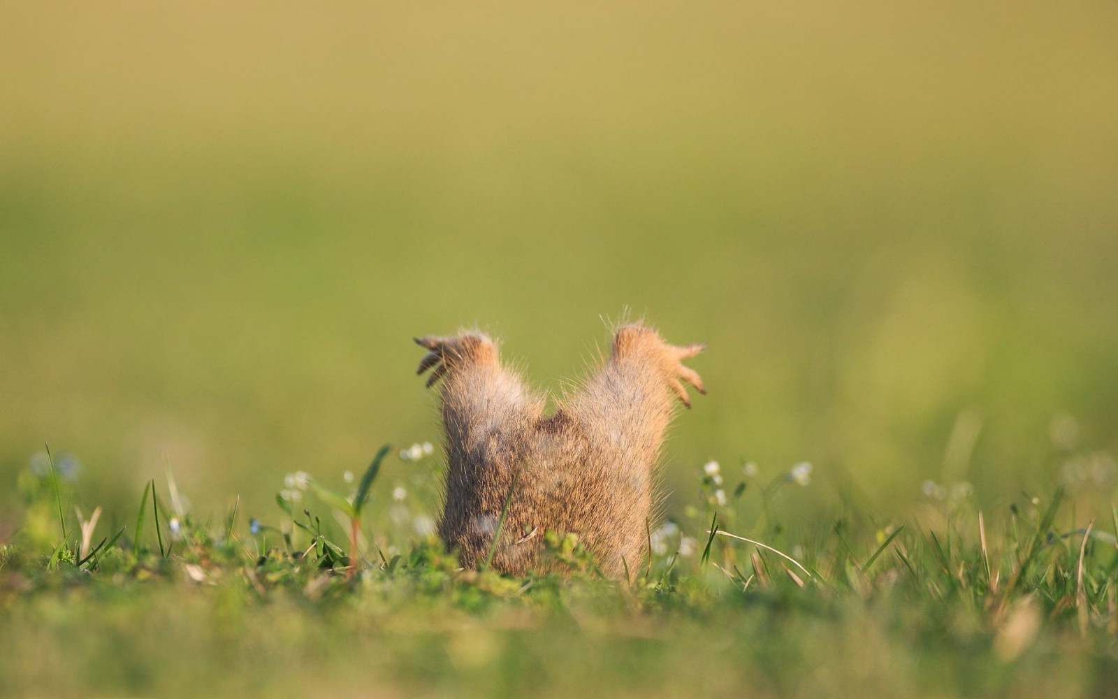 zvěř, tráva, veverka, Volně žijících živočichů, lučina, pták, louka, fauna, savec, 1920x1200 px, prérie, obratlovců, tráva rodina