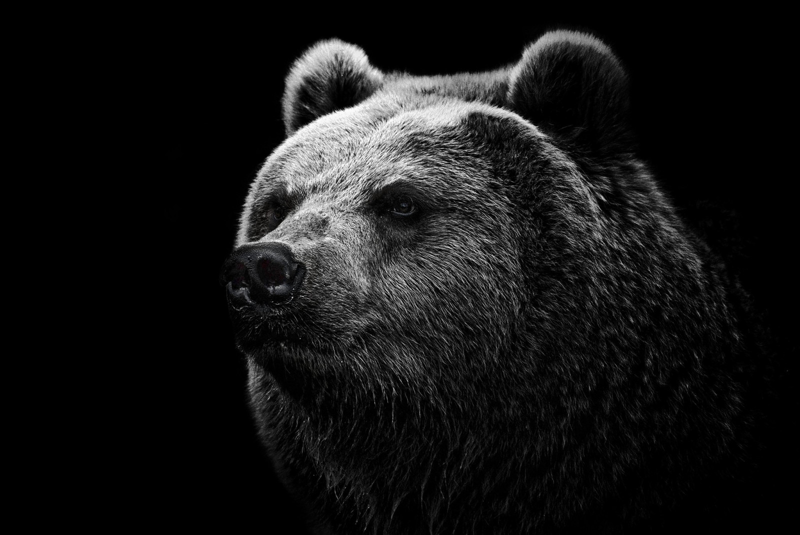 černobílý, oči, nos, kníry, Grizzly, Medvěd hnědý, medvěd, fauna, savec, Černý a bílý, monochromatické fotografování, obratlovců, čenich