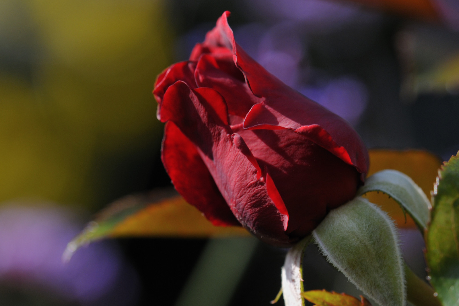rosso, Germania, rosa, Nikon, fiorire, bokeh, rosa, primavera, leggero, foglia, fiore, pianta, flora, germoglio, deutschland, petalo, fleur, allemagne, d300, Blume, 4tografie, sfondo del computer, pianta fiorita, avvicinamento, fotografia macro, staminali vegetali, still life, rose da giardino, famiglia di rosa, ordine di rosa, floribunda, voyagetravellingreise, China rose, einseinszehn, sigmamacro150mmf28