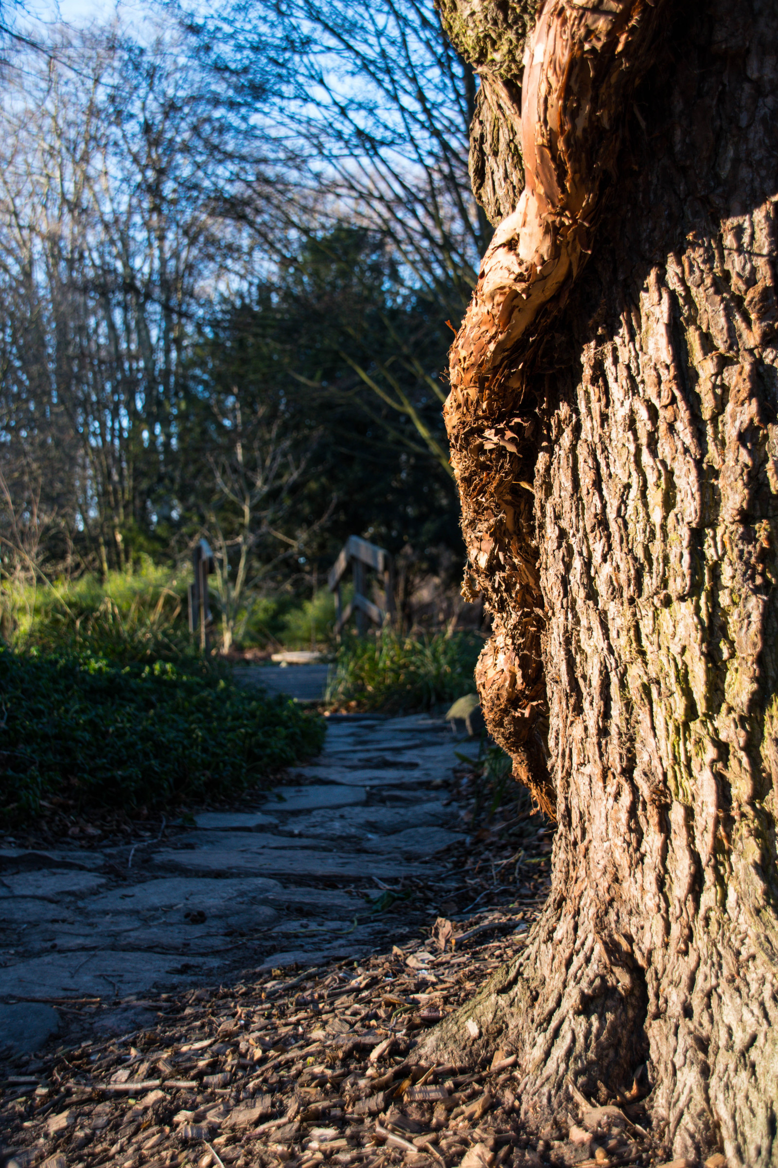 slunečnímu záření, krajina, les, město, voda, Skála, Příroda, park, pláž, dřevo, větev, řeka, divočina, Švédsko, Sverige, Malm, strom, podzim, list, květ, rostlina, sezóna, sk nel n, se, Kungsparken, outdor, zálesí, půda, venkov, místo výskytu, přírodní prostředí, dřevina, kufr