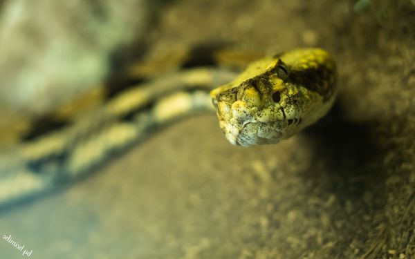 animali,profondità di campo,macro,rettile,serpente,1920x1200 px