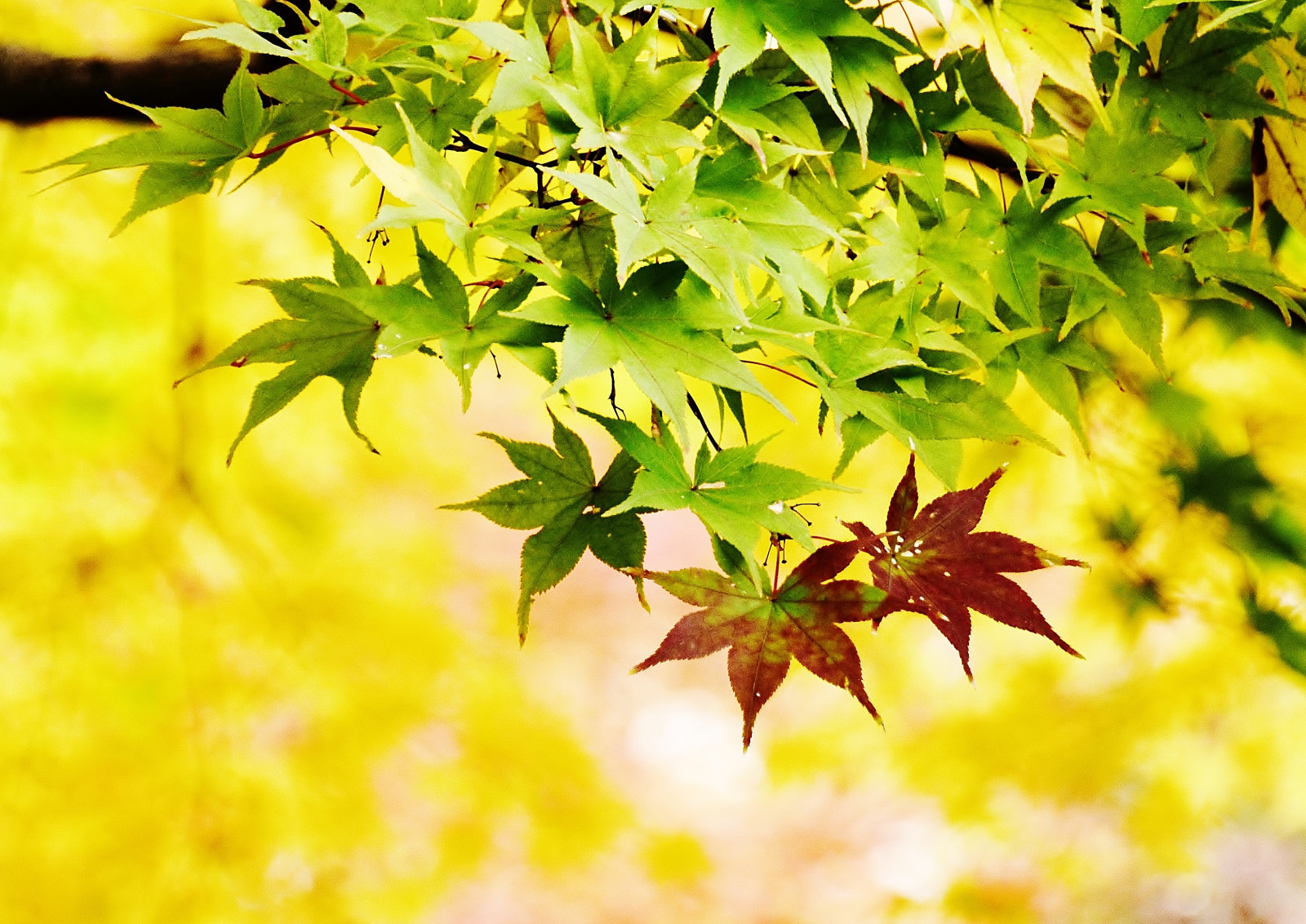 Japan, sollys, afdeling, grøn, gul, træ, efterår, blad, ahorn, blomst, plante, sæson, fremstille, botanik, jord plante, blomstrende plante, vedplante, Busk, løvfældende, ahorntræ