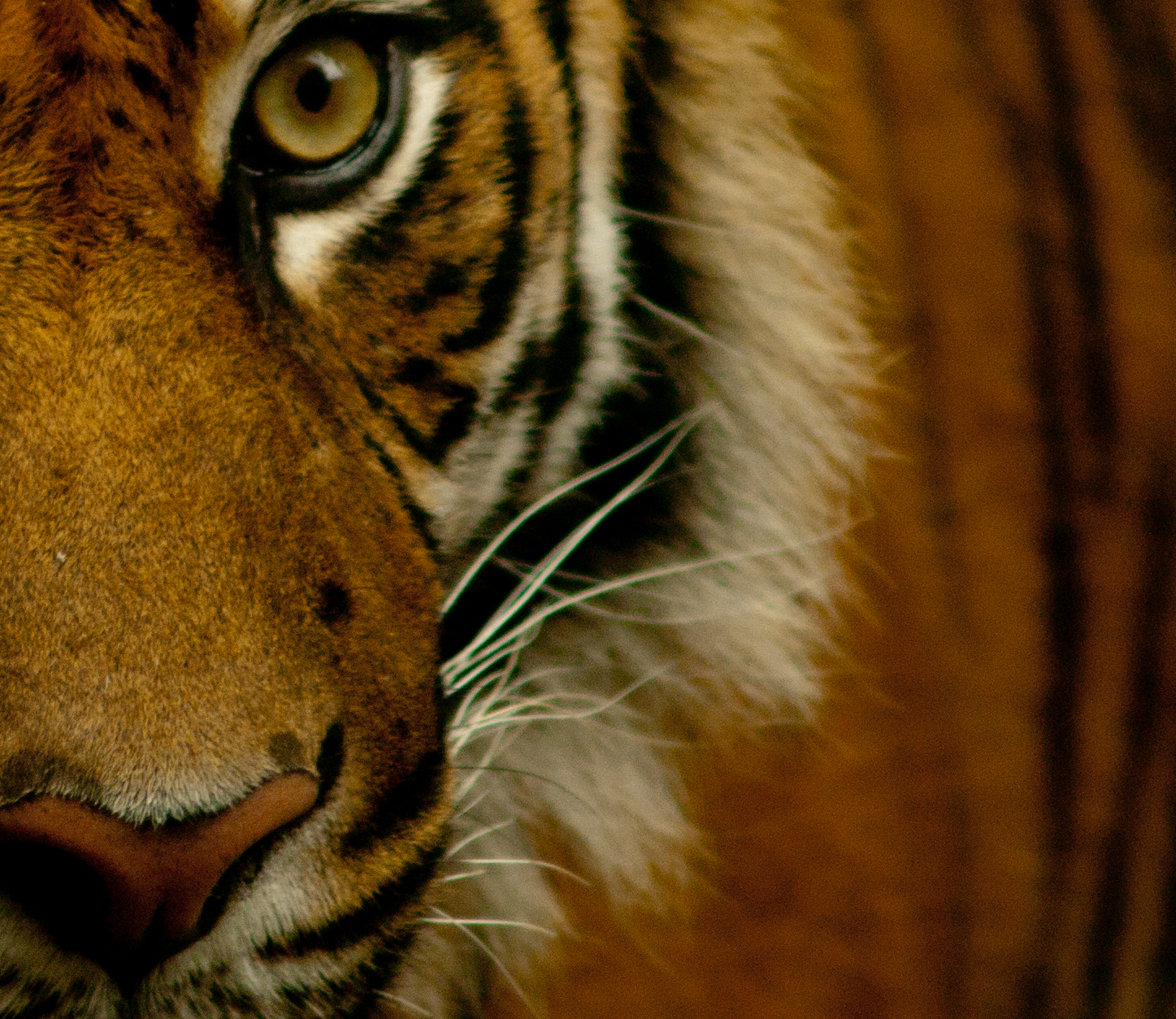 græs, tiger, dyreliv, pels, store katte, whiskers, brøl, blinkagain, mygearandme, øje, mygearandmepremium, fauna, pattedyr, dblringexcellence, doubleniceshot, tripleniceshot, artistoftheyearlevel2, tplringexcellence, tæt på, kat lignende pattedyr, snude, bevarelse, carnivoran, organisme, truede, Noahsark, terrestrial animal