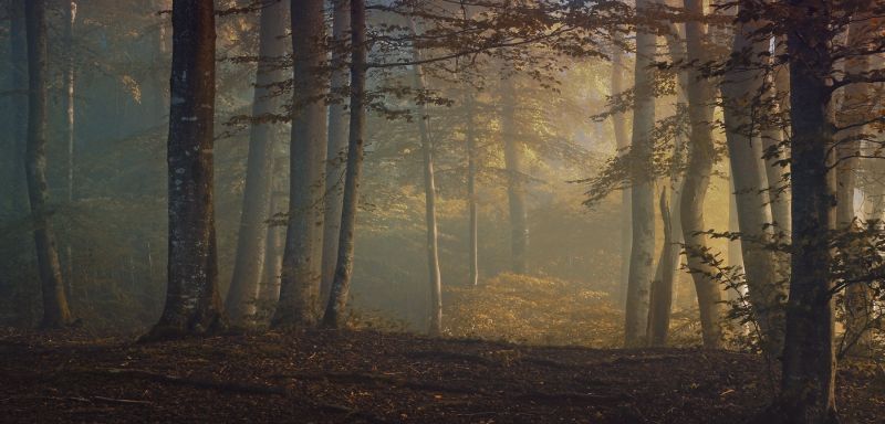 слънчева светлина, дървета, пейзаж, гора, падане, листа слънчева светлина, дървета, пейзаж, гора, падане, листа