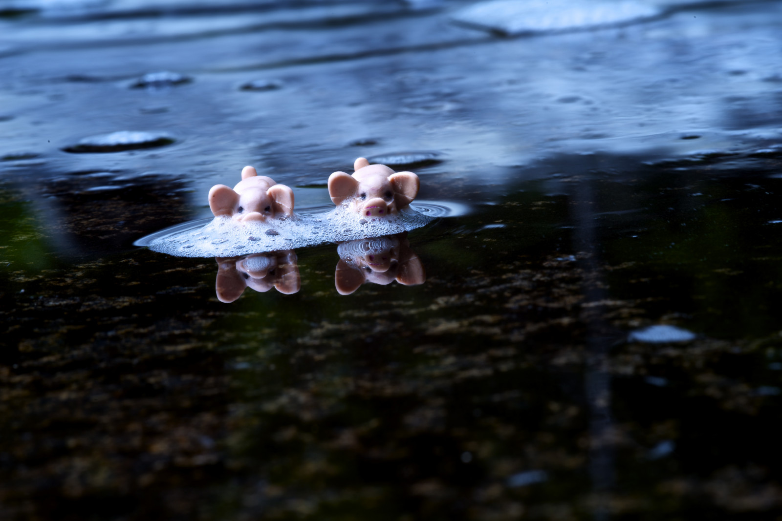 portrét, temný, prasata, jezero, voda, Příroda, odraz, modrý, řeka, pár, pěna, nos, Bůh, růžový, proud, šťastný, jaro, špinavý, koupel, akt, Oink, strom, flickr, nahý, dva, roztomilý, chladný, rostlina, krása, usměj se, odrazy, Duše, legrační, dívej se, pěkný, sladký, úžasný, brousit, tma, pár, originál, prase, plavat, tělo, horký, nejlepší, póza, ego, kyčel, yo, refelctions, vydržet, ucho, vodní pták, kamarádi, orginal, experimentování, úsměv, kamarádi, potřeby, Dvojité, dělat si srandu