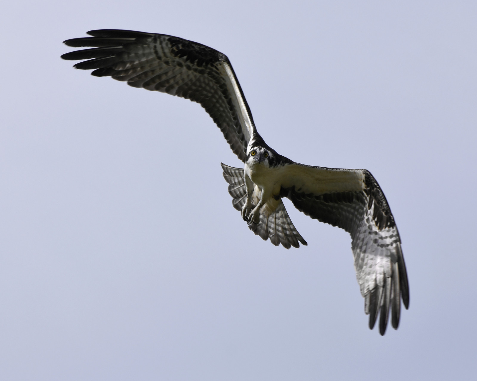 Wallpaper : pandion, haliaetus, osprey, bird, birding, Prey, fish, hawk