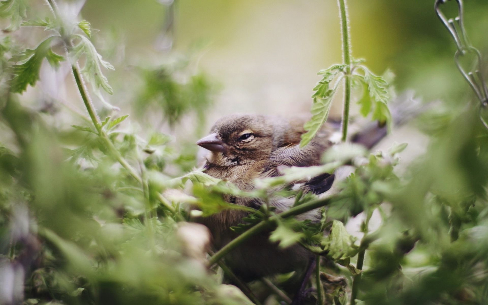 ptactvo, zvěř, hloubka pole, Příroda, rostliny, větev, Volně žijících živočichů, Vrabec, květ, pták, flóra, fauna, prohlížení pták, obratlovců