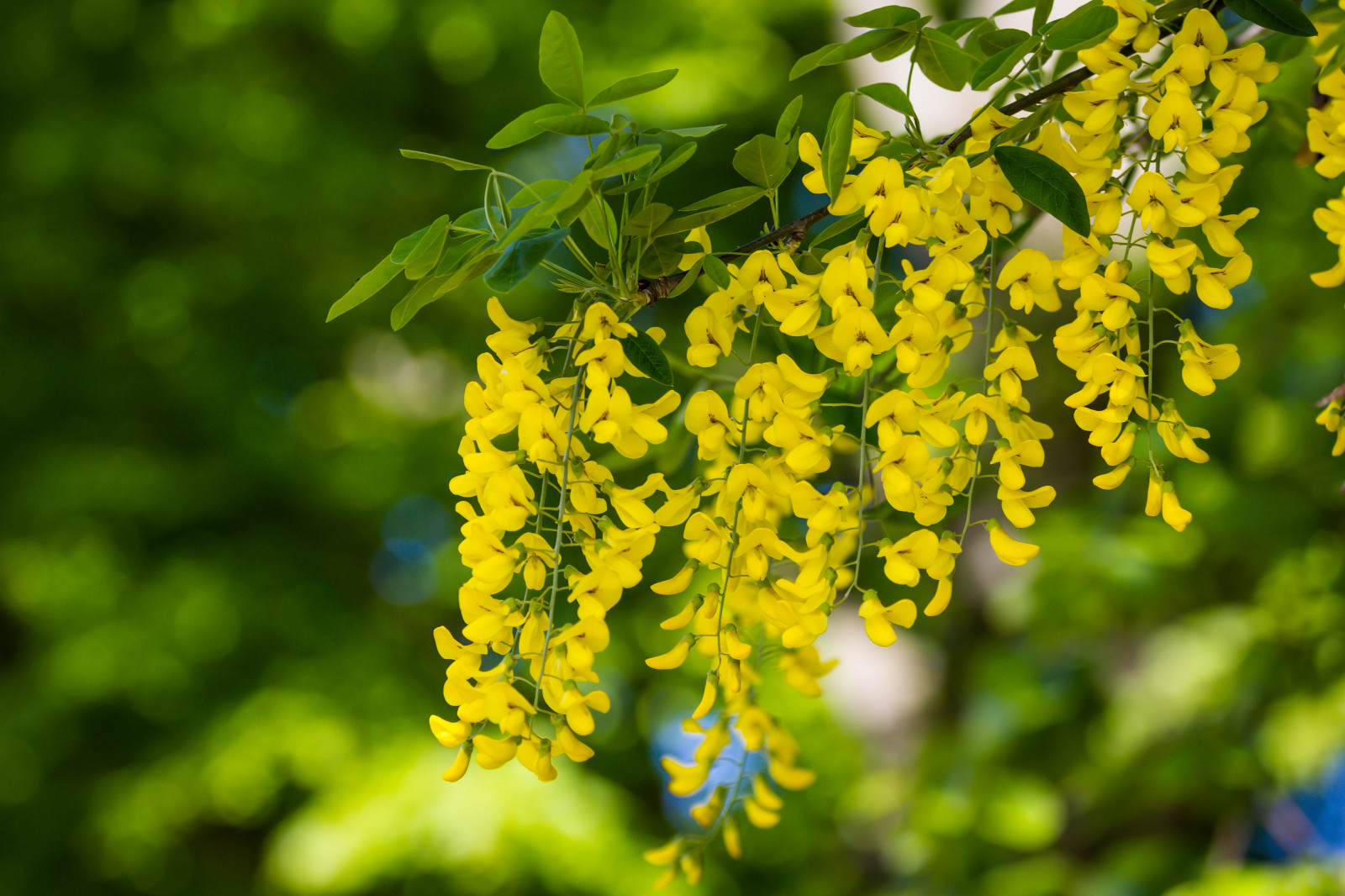 แสงแดด, อาหาร, ธรรมชาติ, สาขา, สีเขียว, สีเหลือง, เบ่งบาน, ต้นไม้, ฤดูใบไม้ร่วง, ใบไม้, ดอกไม้, ปลูก, พืช, Blomma, มัลโม, pildammsparken, gullregn, กล้องทำให้ Canon, ตำแหน่งทางภูมิศาสตร์, exif ทำให้ canon, exif isospeed 100, รูรับแสง 50, exif เลนส์ ef70300mmf456lisusm, ความยาวคลื่น exif 116mm, คราม, กล้องถ่ายรูป canoneos100d, exif model canoneos100d, ทุ่งหญ้า, ดอกไม้ป่า, ผลิต, พฤกษศาสตร์, โรงงานที่ดิน, พืชดอก, ไม้ยืนต้น, ไม้พุ่ม, การถ่ายภาพมาโคร