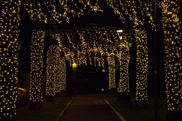 lights, night, Christmas, christmas lights, tree, light