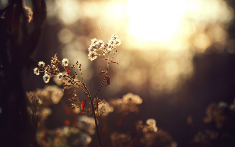 sunlight, flowers, nature, reflection, photography, branch sunlight, flowers, nature, reflection, photography, branch