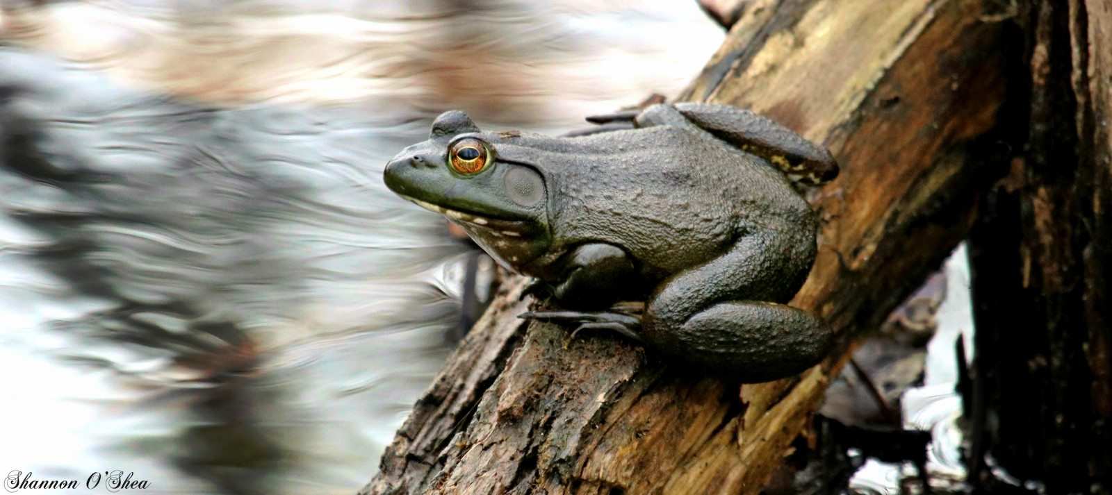 zelená, Příroda, voda, zvíře, Kánon, kanál, záznam, flickr, Pennsylvania, Volně žijících živočichů, obojživelník, žába, Harrisburg, skokan volský, Americanbullfrog, wildwoodlake, canon100400mm14556lis, t6i, shannonroseoshea, wwwflickrcomphotosshannonroseoshea, canonrebelt6i, Canoneost6i, canont6i, canoneosrebelt6i, shannonosheawildlifephotography, rebelt6i, shannonoshea