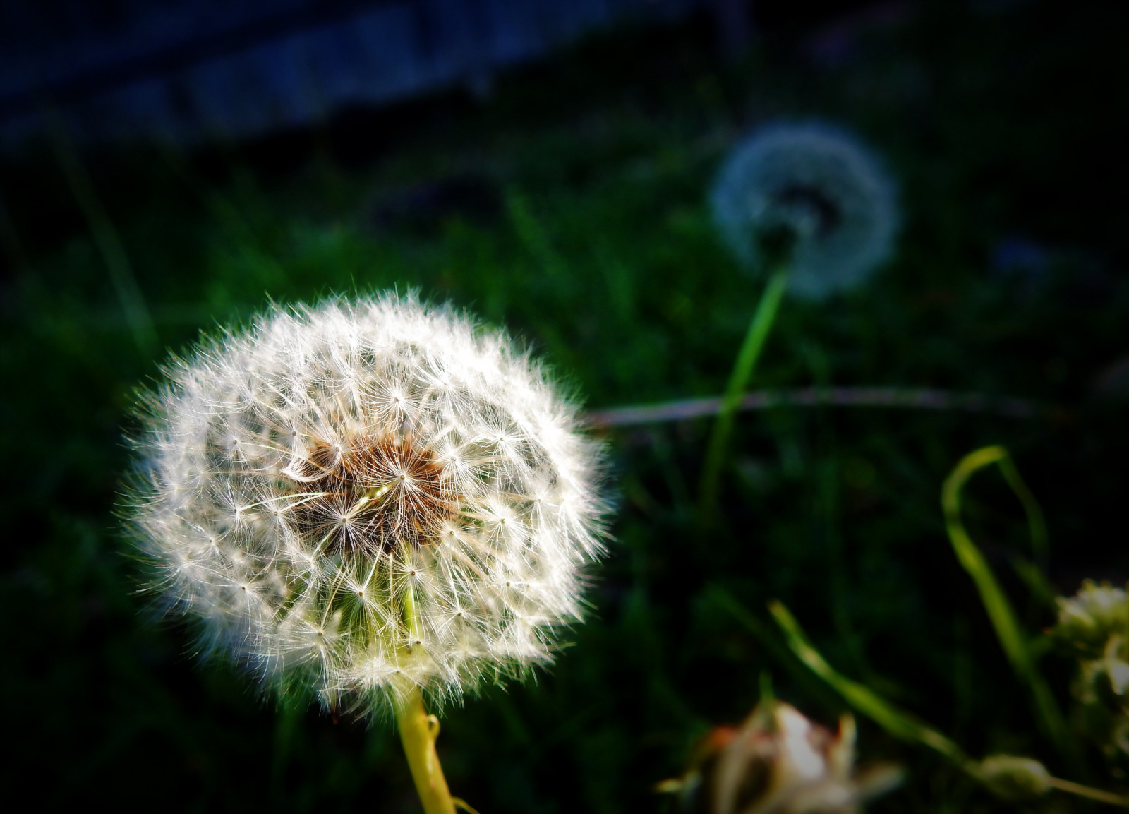 ดอกแดนดิไลอัน