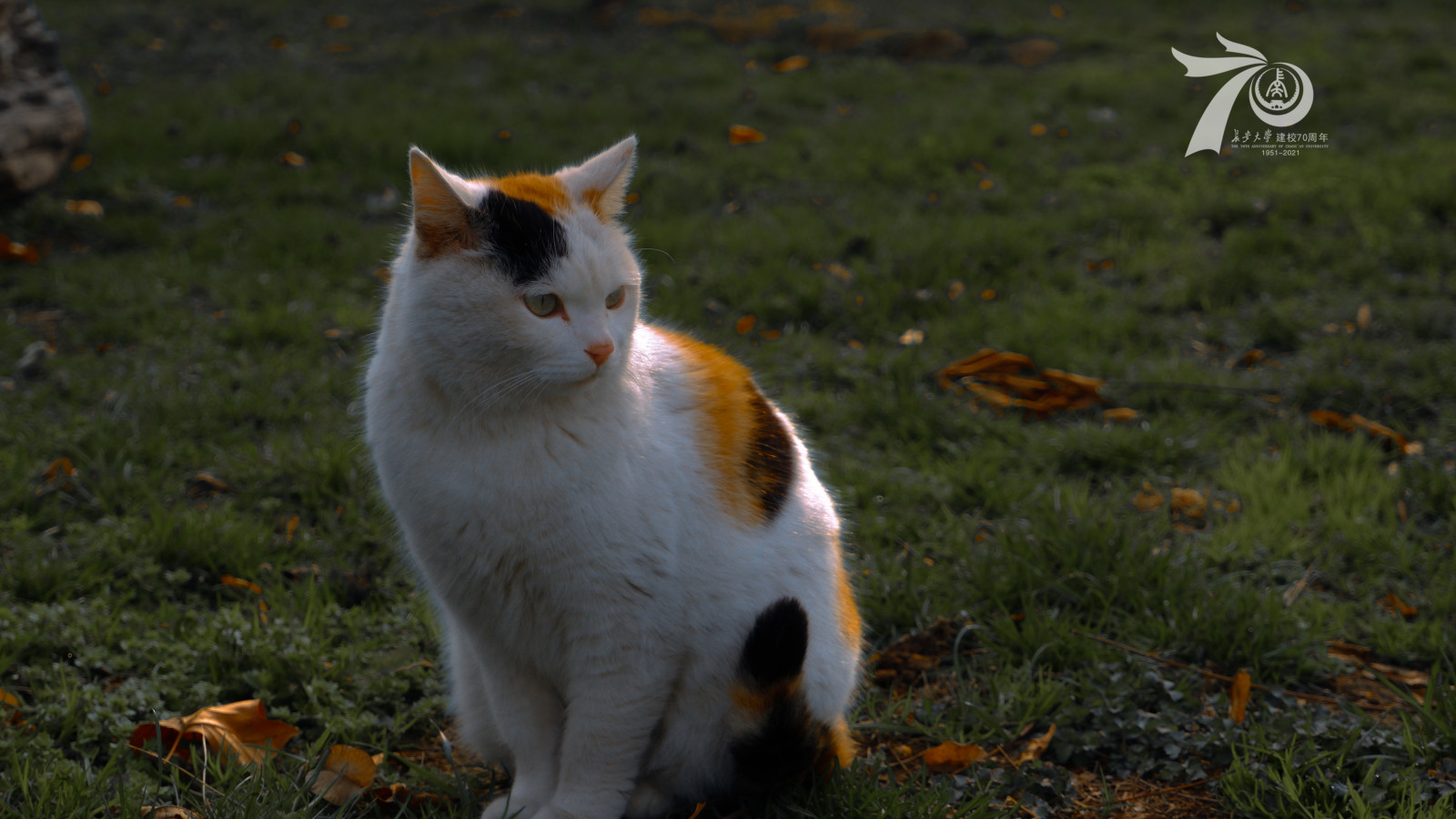 gatto, occhio, felidae, pianta, carnivoro, di piccole e medie dimensioni gatti, cerbiatto, erba, barba, grugno, albero, coda, gatto a pelo corto domestico, pelliccia, terrestrial animal, suolo, autunno
