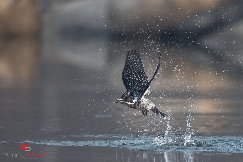 les, ptactvo, Čína, jezero, voda, odraz, park, Ryba, Volně žijících živočichů, Nikon, F4, 2016, hora, pták, pozorování ptáků, křídlo, ngc, národní geografie, vr, ptáčník, obratlovců, d5, 600mm, birdsofchina, Henan, h n np NGD ngsh NSH qu nshu w n, ornitologie, crestedkingfisher, megacerylelugubris, Gu ny g u