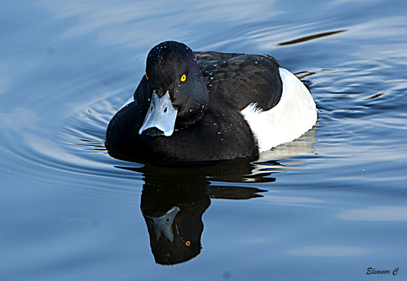 Londra, acqua, riflessione, natura, anatra, becco, uccello, ala, fauna, specanimal, coth5, nikond7100, Uccelli acquatici, vertebrato, acqua uccello, anatre, oche e cigni, february2017, tuftedduck, maletuftedduck, thelongwater, Kensington Gardens, mergini, Mergus
