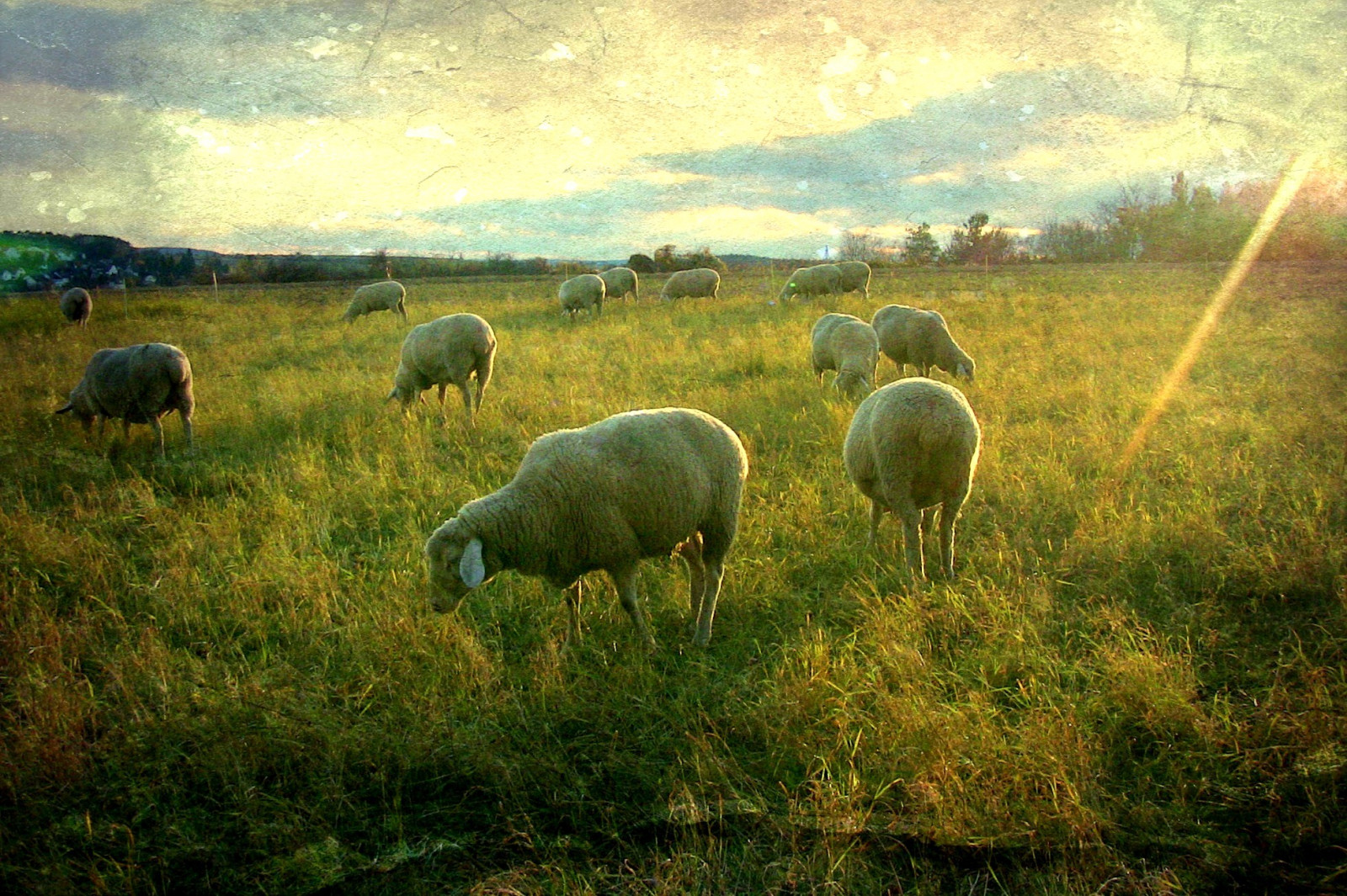 krajina, zvěř, stvoření, tráva, pole, Volně žijících živočichů, textura, ovce, zvíře, Landschaft, lučina, paisaje, pastvina, textur, stádo, louka, prostý, fauna, rememberthatmomentlevel1, rememberthatmomentlevel2, rememberthatmomentlevel3, bestcapturesaoi, řada, roba66, effecte, prérie, IML ndle, Zvířata, ovce, Schafe, robatop, kurtpeiserexcellence, venkov, místo výskytu, pastvisko