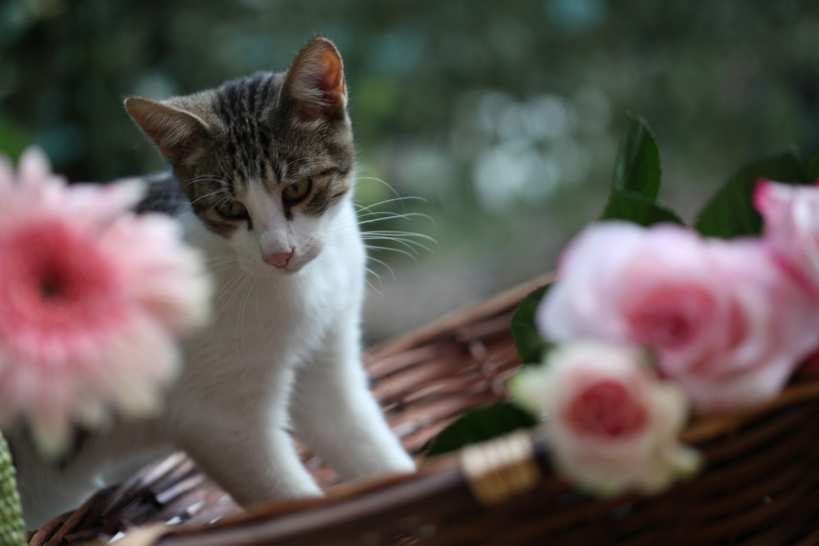 Wallpaper cat, flowers, playful, climbing 2048x1365 1045697 HD Wallpapers WallHere