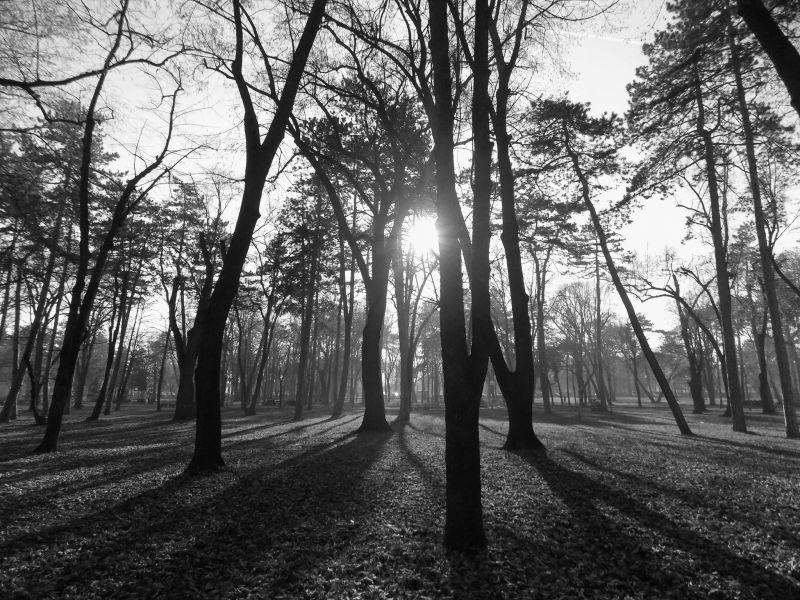 sunlight, forest, monochrome, nature, park, branch sunlight, forest, monochrome, nature, park, branch
