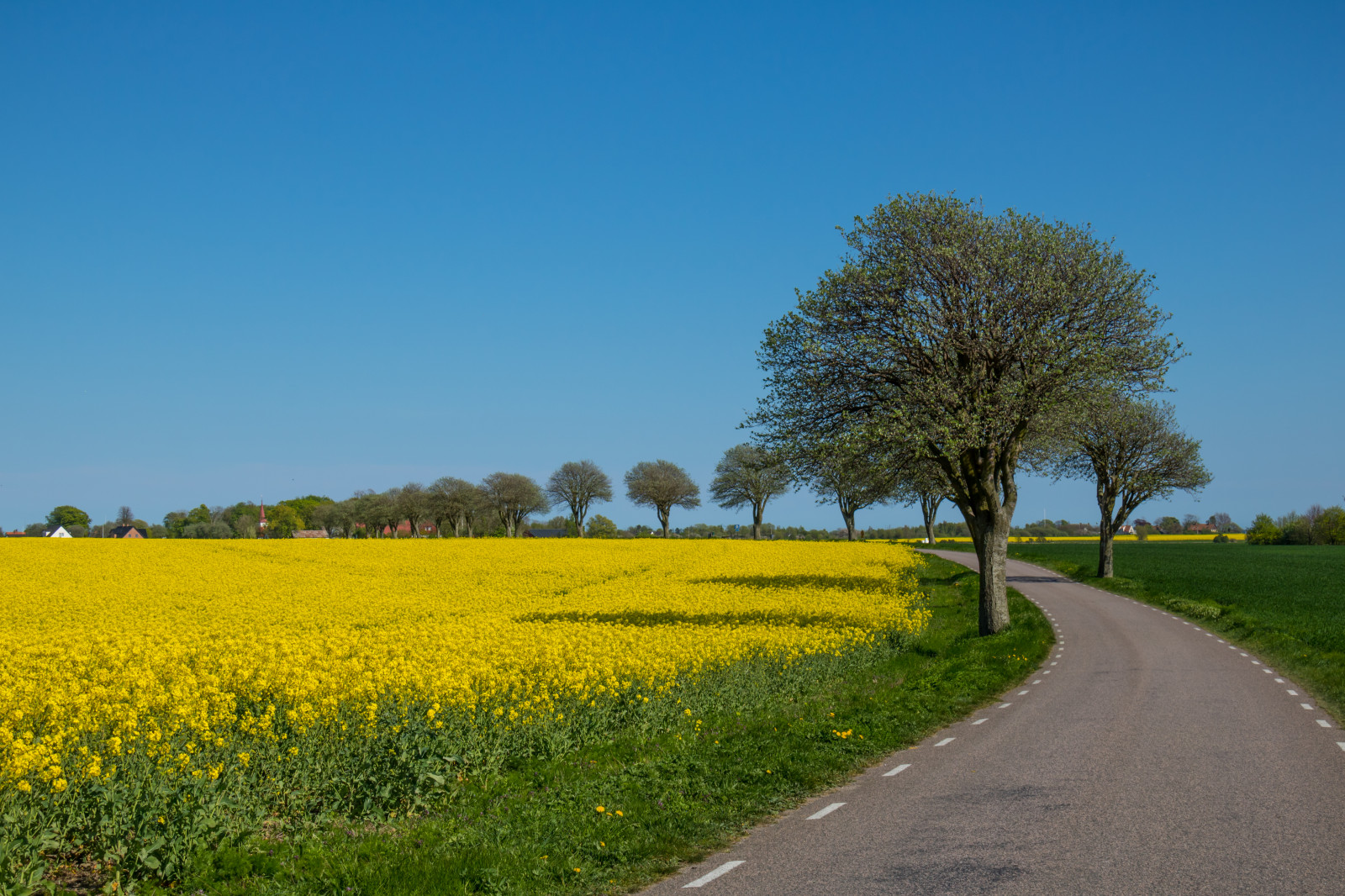 krajina, jídlo, kopec, tráva, nebe, pole, silnice, ráno, hospodařit, horizont, řepkového, strom, květ, rostlina, venkov, landsbygd, v g, nárazy, f lt, s dersl tt, landskap, řepka, rapefield, zemědělství, louka, prostý, prérie, venkov, vyrobit, suchozemská rostlina, kvetoucí rostlina, dřevina, tráva rodina, zeleninový, brassica, hořčice závod
